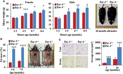 Tumor Suppressor Par-4 Regulates Complement Factor C3 and Obesity